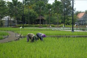 Transformasi Eks Narapidana Terorisme: Dari Senjata ke Cangkul demi Ketahanan Pangan