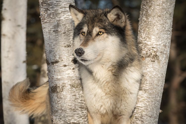 Fenomena Neukgu: Pelarian Serigala Muda yang Menggegerkan Korea Selatan